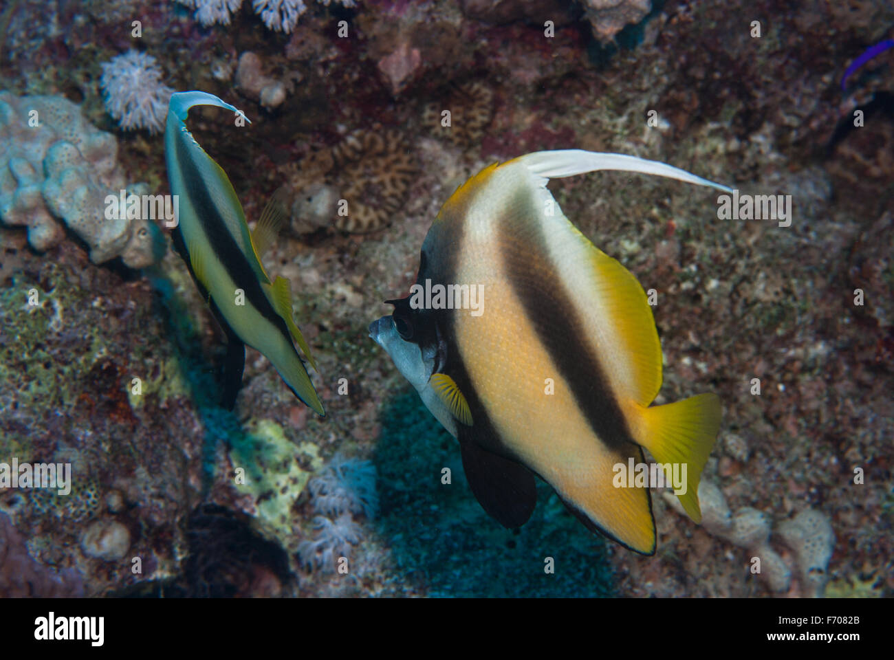 Heniochus intermedius, Red Sea bannerfish, Chaetodontidae, Sharm el Sheikh, Mer Rouge, Egypte Banque D'Images