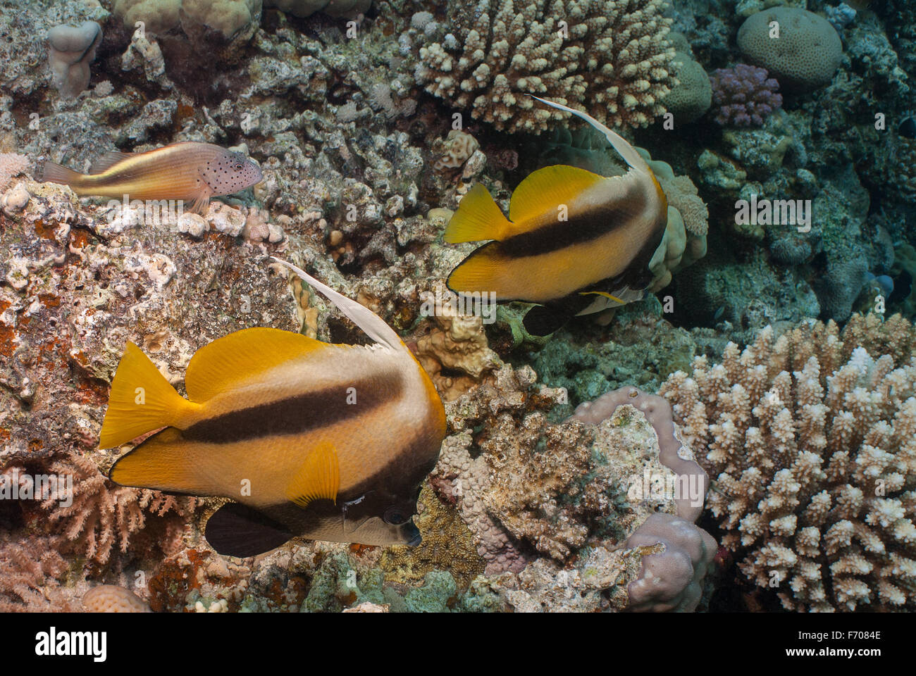 Heniochus intermedius, Red Sea bannerfish, Chaetodontidae, Sharm el Sheikh, Mer Rouge, Egypte Banque D'Images