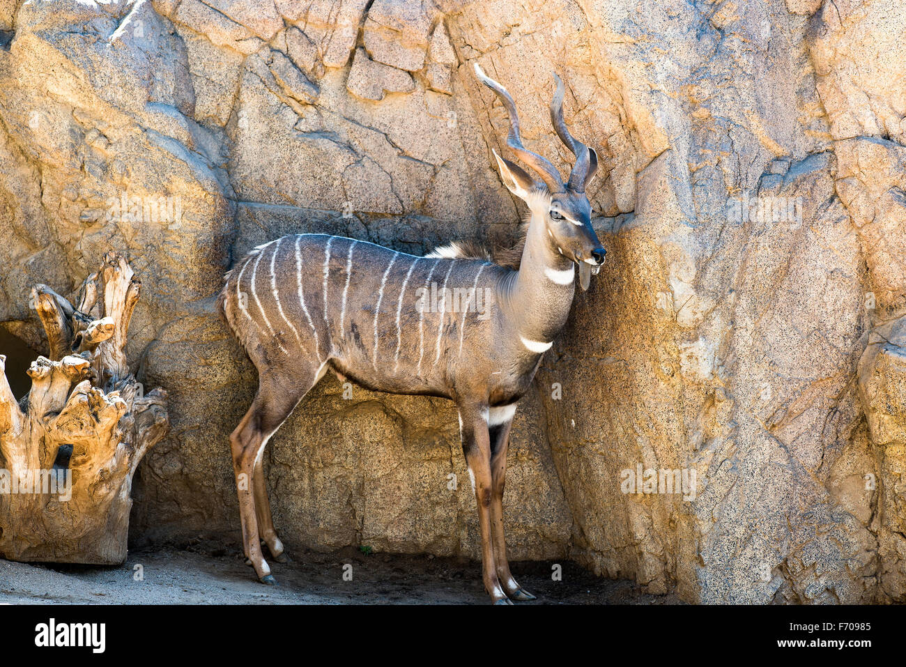 Une antilope reste dans une zone d'ombre, en gardant une distance de l'ensoleillement. Banque D'Images
