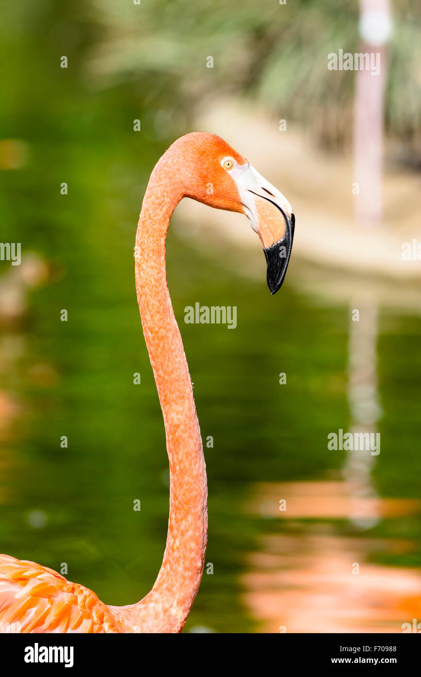 Close up d'un flamand rose head montrant les belles plumes et les gouttes d'eau s'accrochant à ses plumes. Banque D'Images