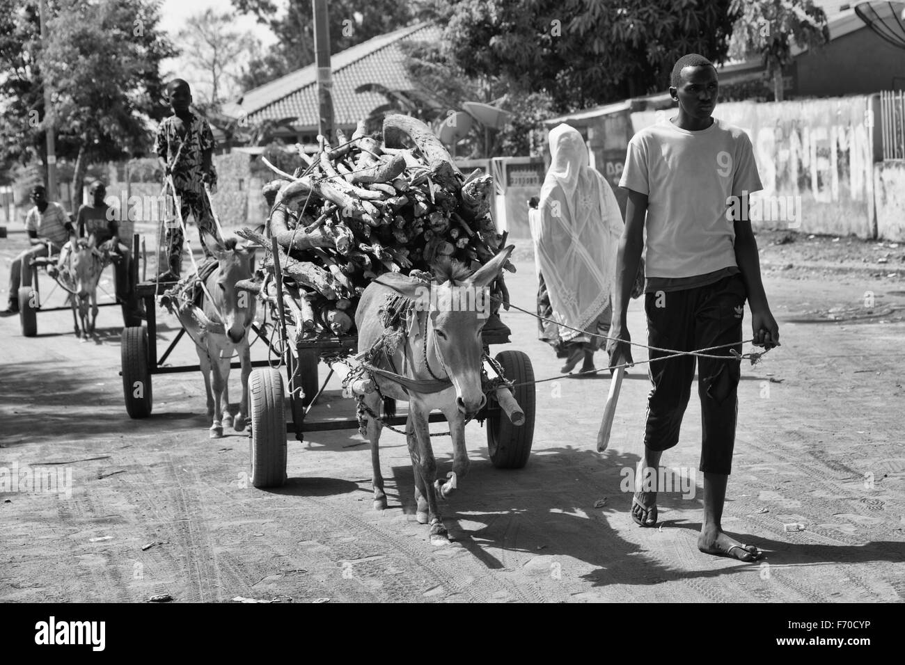 Gabu, Guinée-Bissau - 6 Avril 2014 : les hommes jeunes africains transporter le bois en voitures âne Banque D'Images