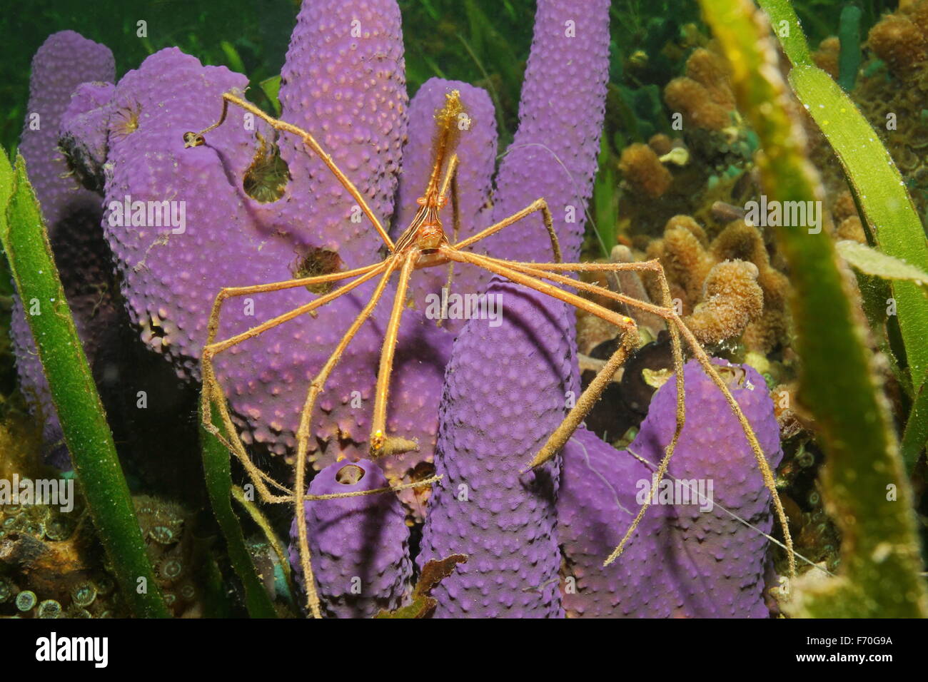 Vie sous-marine de la mer, d'un crabe flèche yellowline sur tube de branchement d'une éponge, mer des Caraïbes Banque D'Images