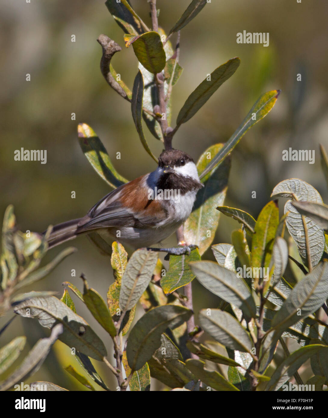 Mésange Ã dos marron Banque D'Images