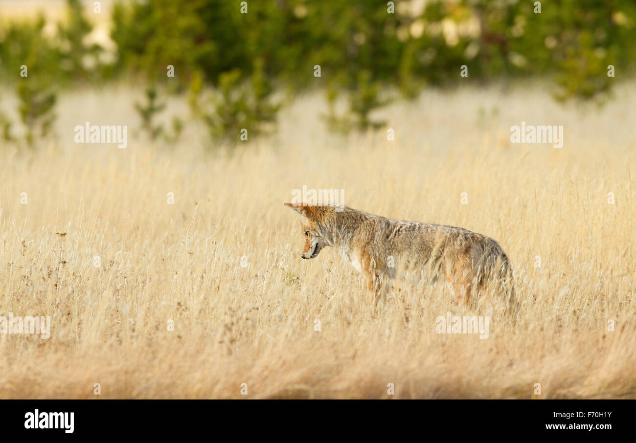 Coyote Banque D'Images