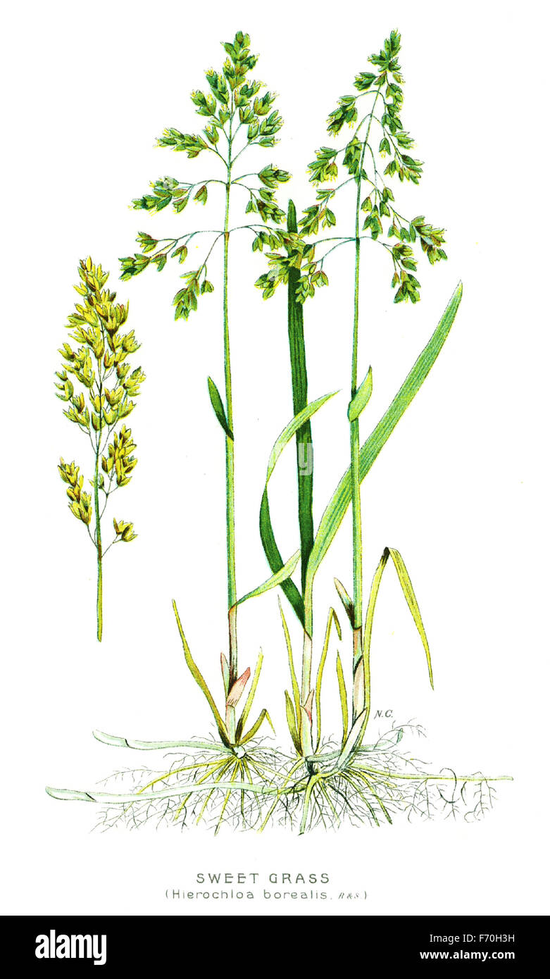 Vintage illustration botanique de sweet grass - Hierochloa borealis Banque D'Images