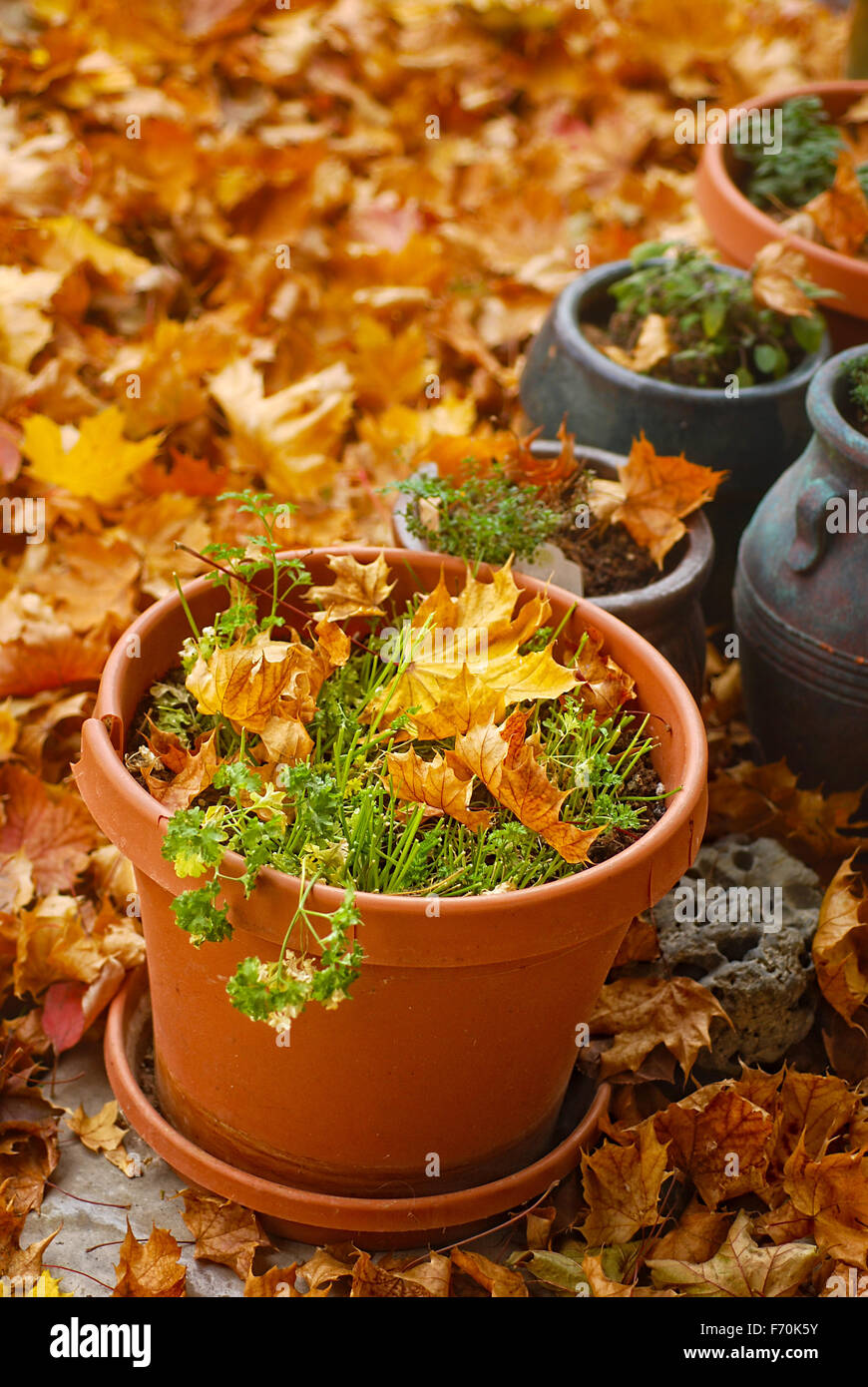 Des pots d'herbes récoltées entouré de feuilles d'automne Banque D'Images