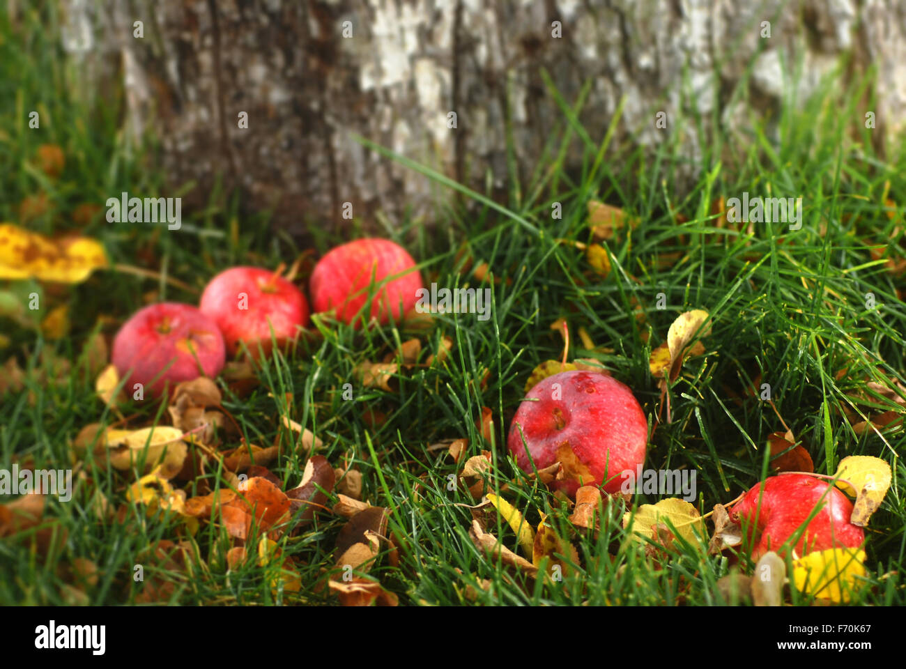 Les pommes tombées ancien par un pommier sur l'herbe couverte de feuilles d'automne Banque D'Images