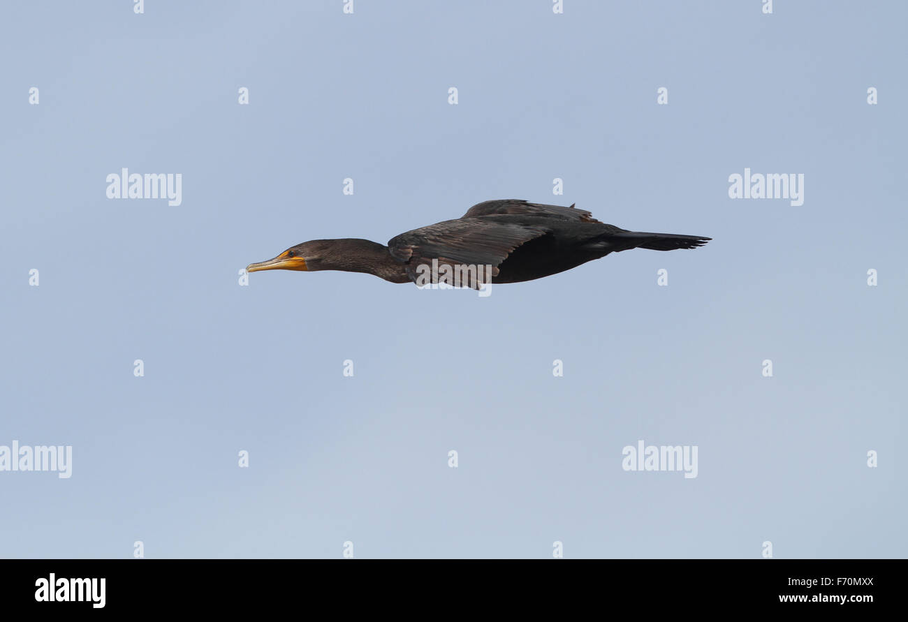 Double-crested Cormorant en vol USA Banque D'Images