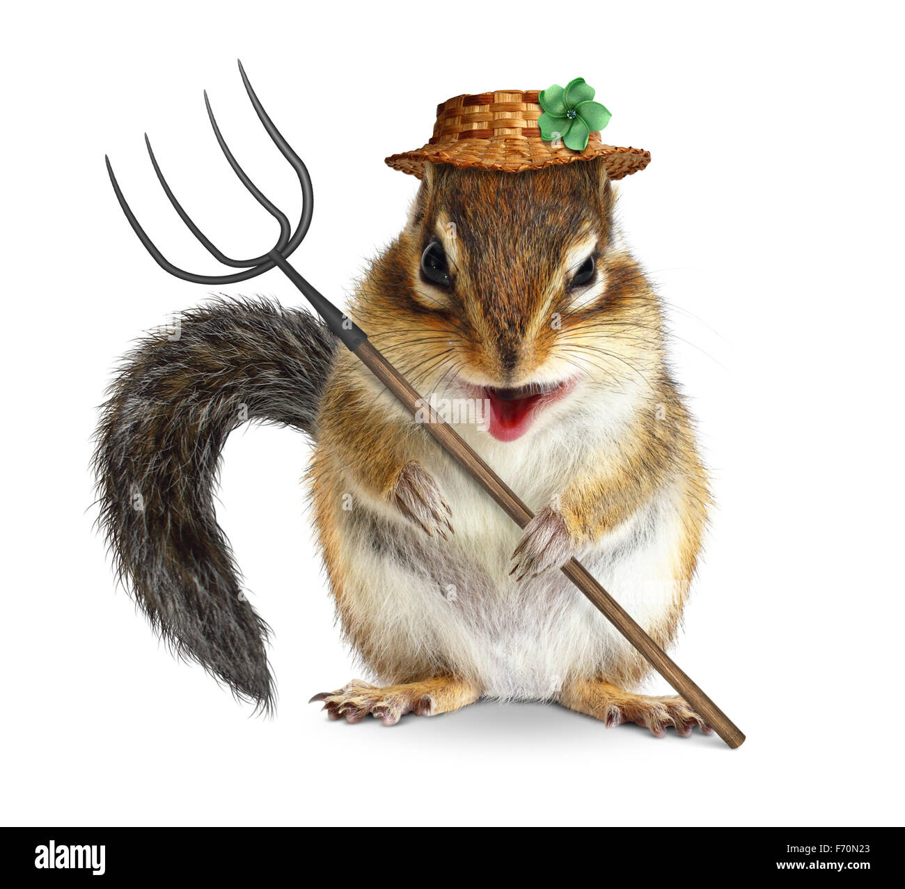 Animal Funny Farmer, écureuil avec fourche à foin, isolated on white Banque D'Images
