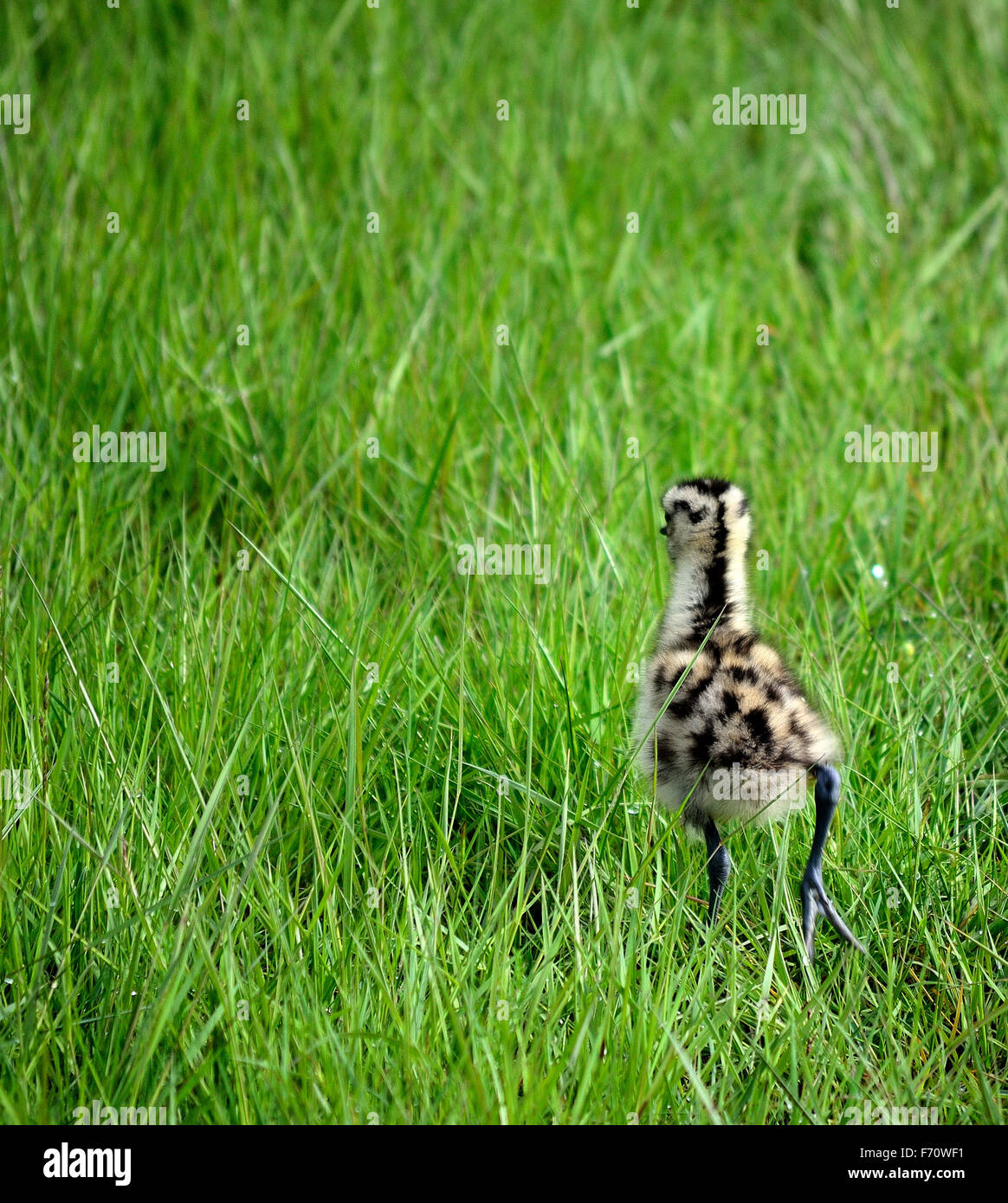 Poulet à bec se promène dans l'herbe verte Banque D'Images