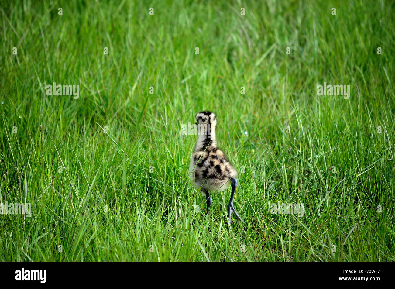 Poulet à bec se promène dans l'herbe verte Banque D'Images