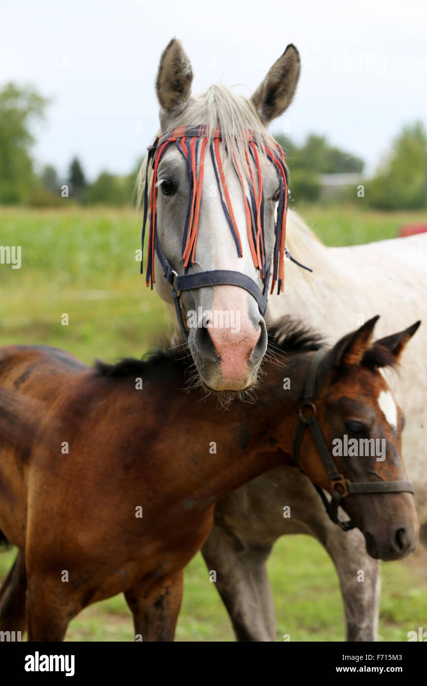 De couleur gris avec sa petite jument arabe poulain scène rurale Banque D'Images