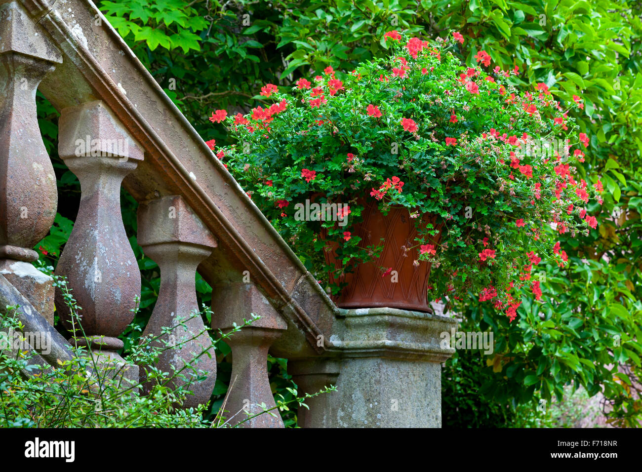 Pélargonium rouge fleurs dans un pot sur un escalier en pierre dans un jardin Banque D'Images