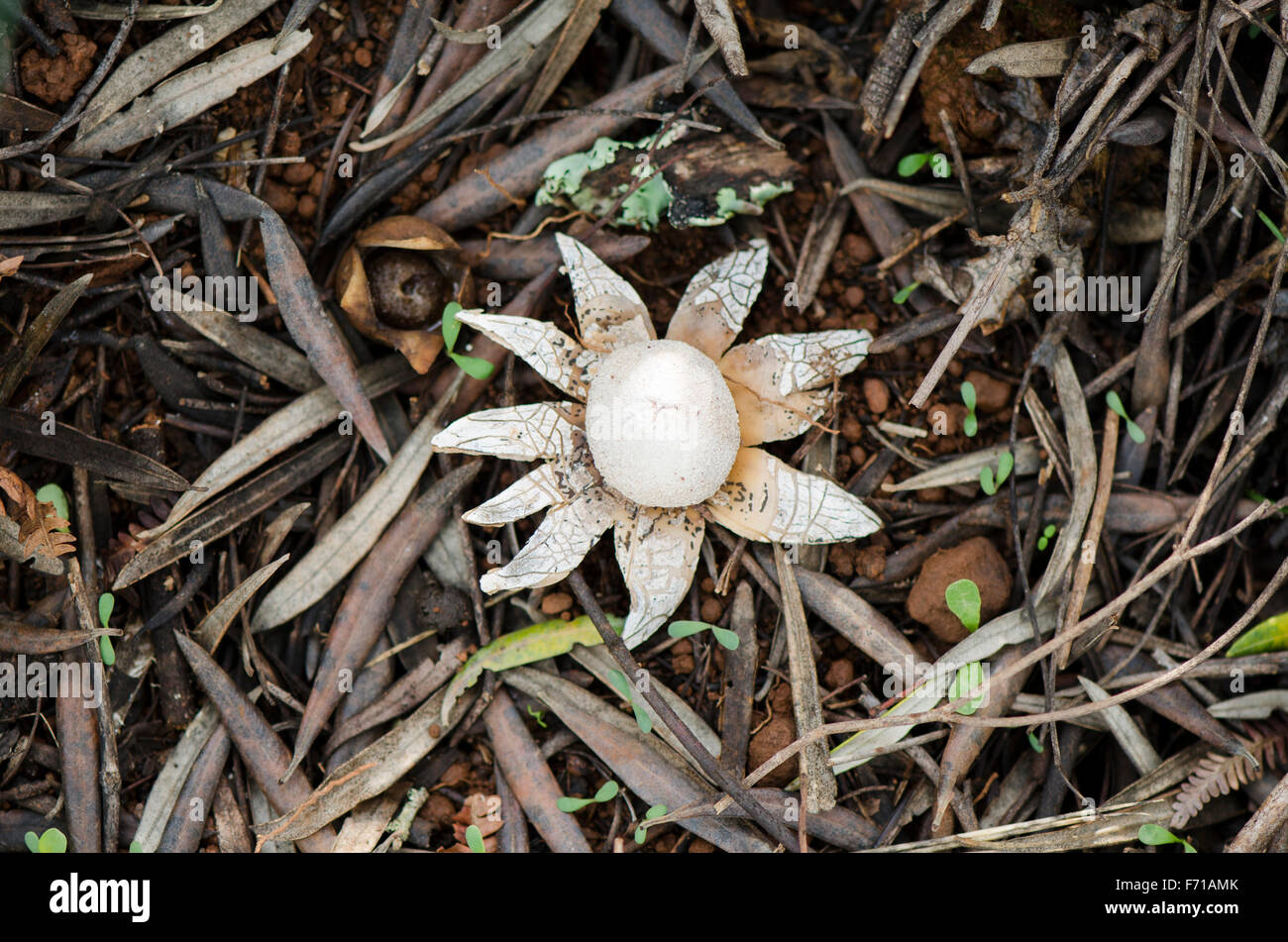 Baromer Banque De Photographies Et Dimages à Haute Résolution Alamy