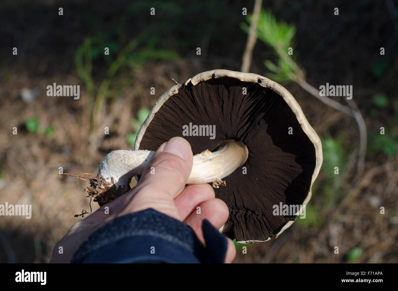 Cueillette à la main, de champignons sauvages d'Agaricus campestris dans une forêt de pins, Espagne Banque D'Images