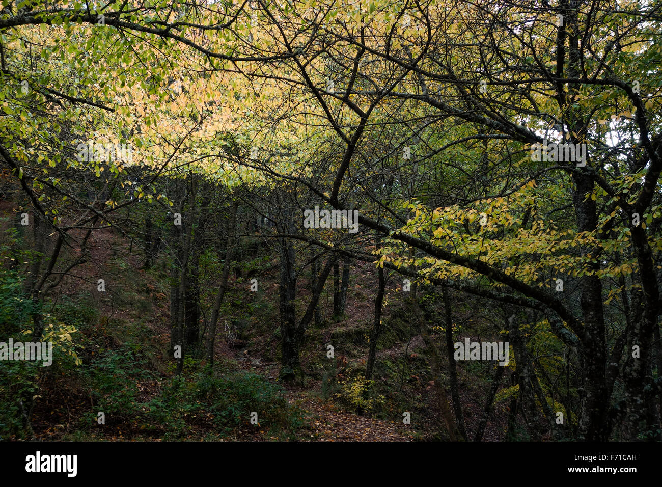 À l'intérieur de forêt décidue mixte, bois, bois à l'automne, de l'Espagne. Banque D'Images