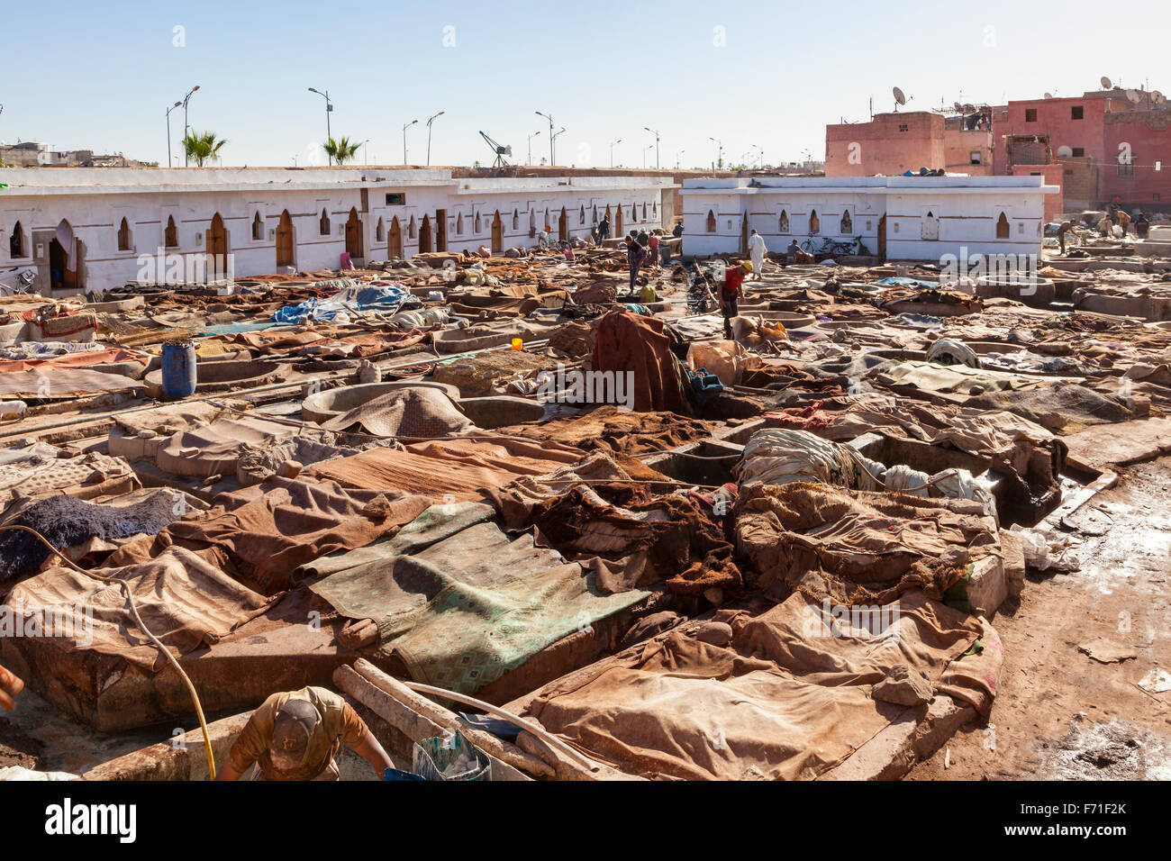 Les travailleurs de la grande tannerie, coopérative de manipulation de Marrakech vache, chèvre et chameau masque. Banque D'Images