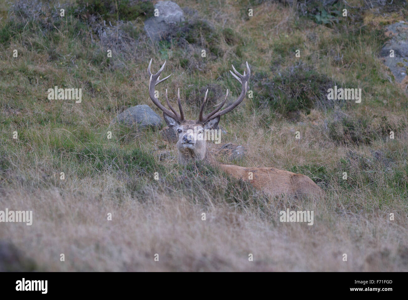 Red Deer stag dans les Cairngorms Banque D'Images