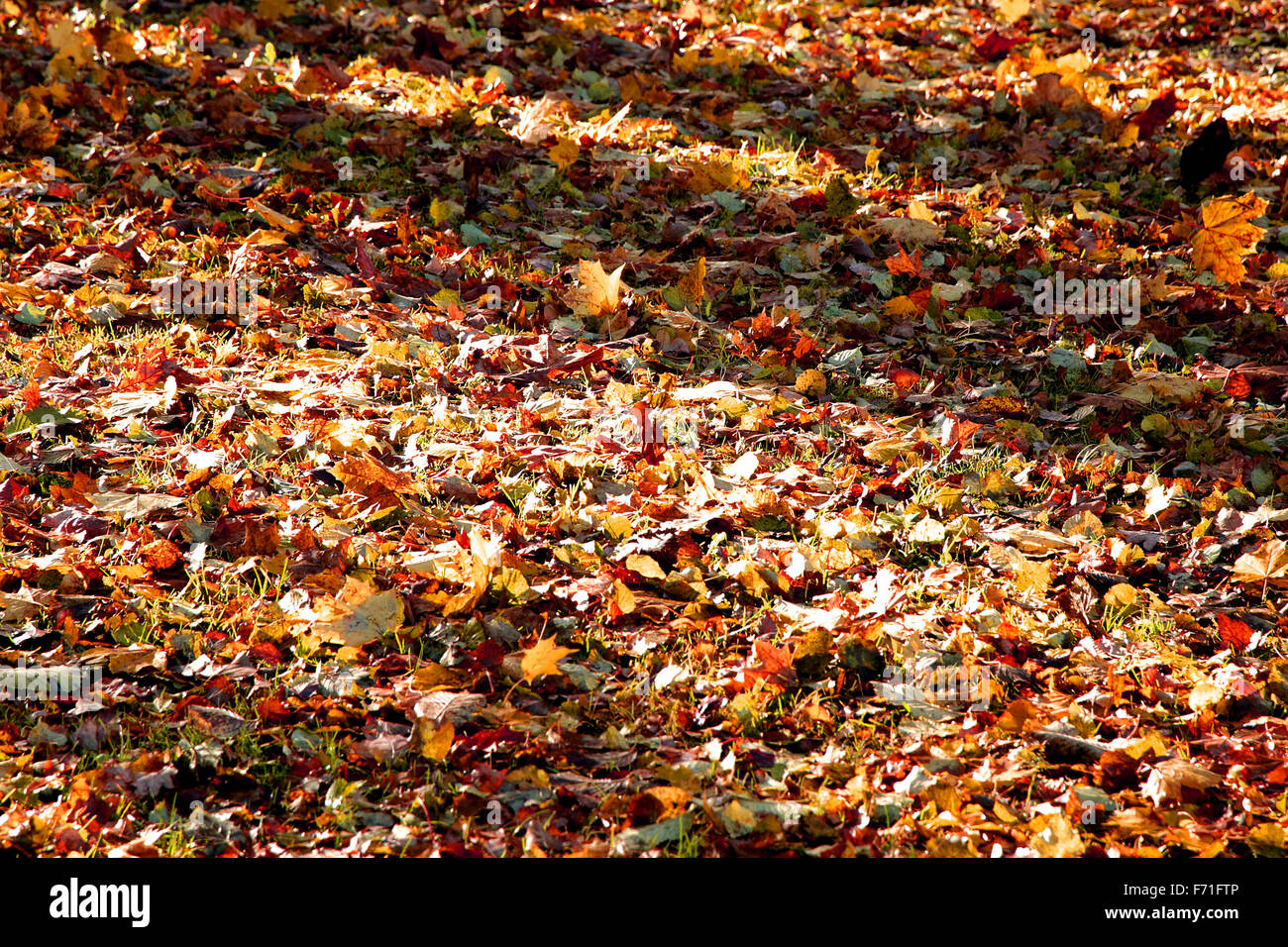 Lumineux de couleur feuilles d'automne sur le sol en forêt éclairée par le soleil du matin à travers les arbres Banque D'Images