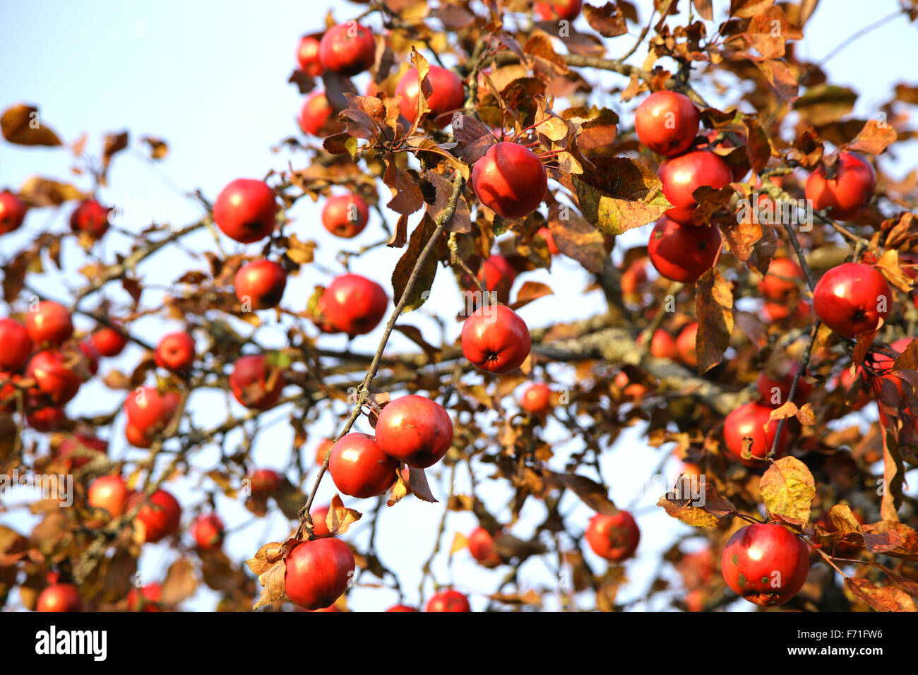 Apple tree branches avec lumineux rouge pommes sur fond de ciel bleu Banque D'Images