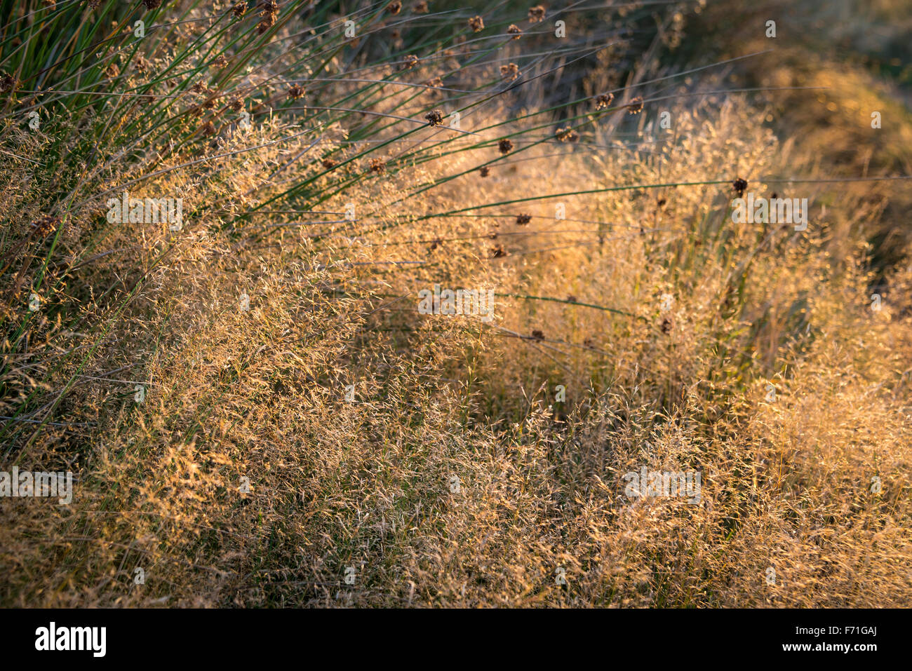 Les herbes d'été moussé doux et chaleureux dans la lumière du soleil. Banque D'Images