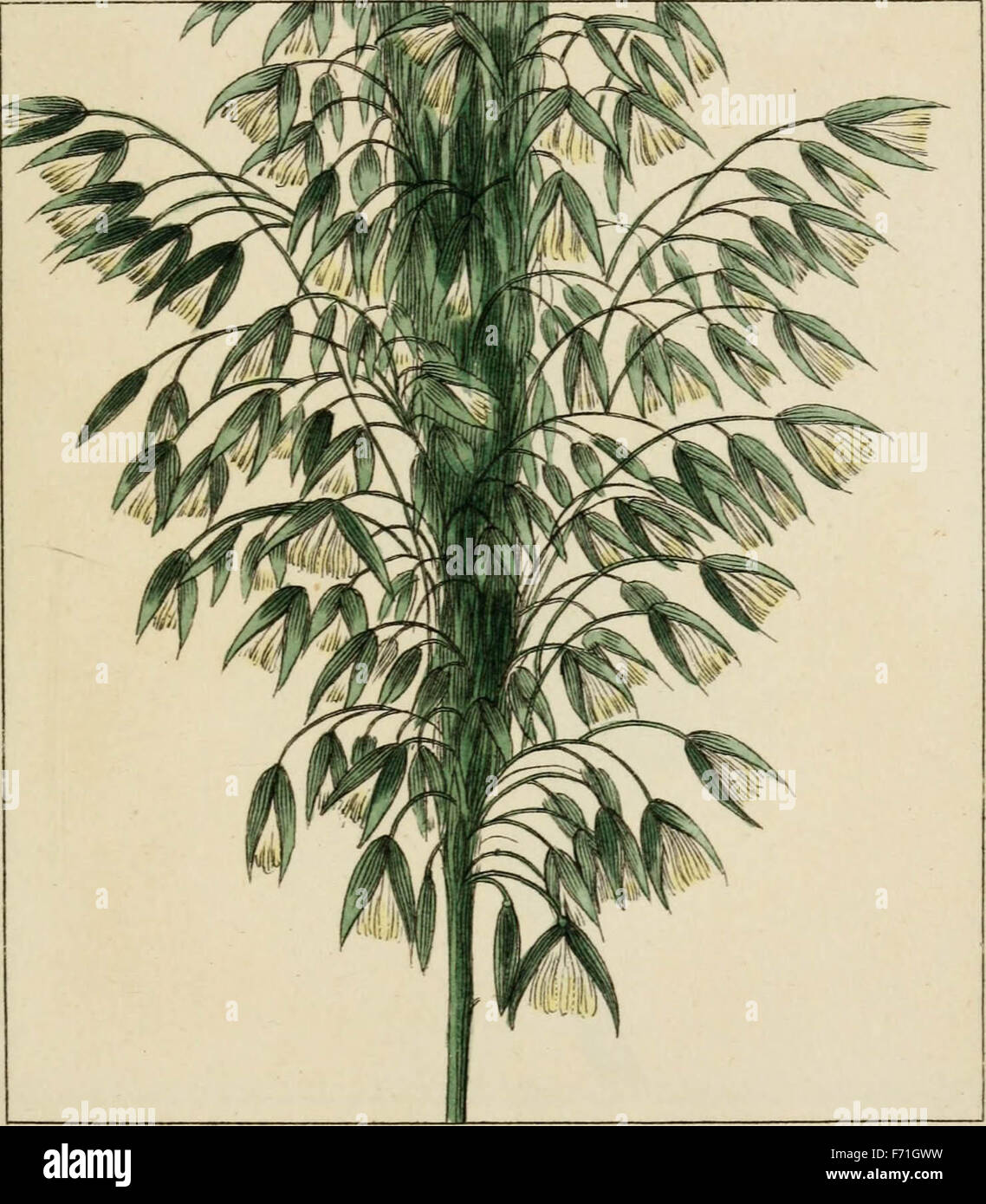 Éléments de la science de la botanique, comme établi par Linné ; avec