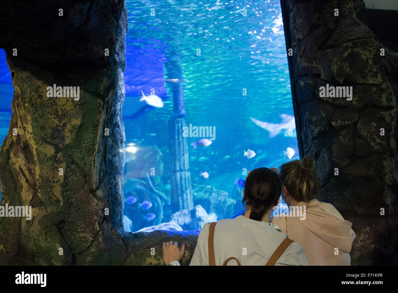 Sea life aquarium de Sydney Banque D'Images