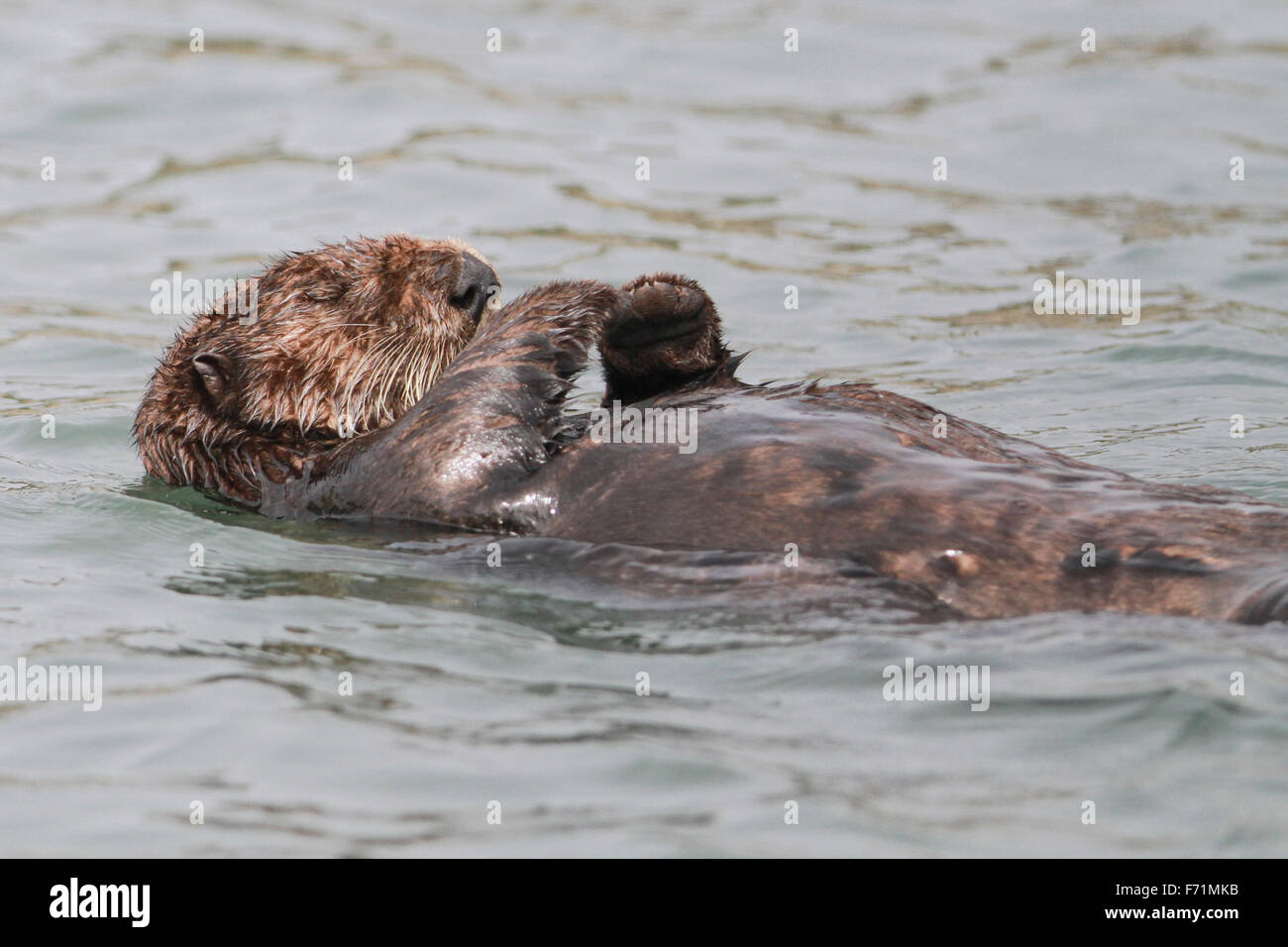 - La loutre de mer, Elkhorn Slough Moss Landing, California Banque D'Images