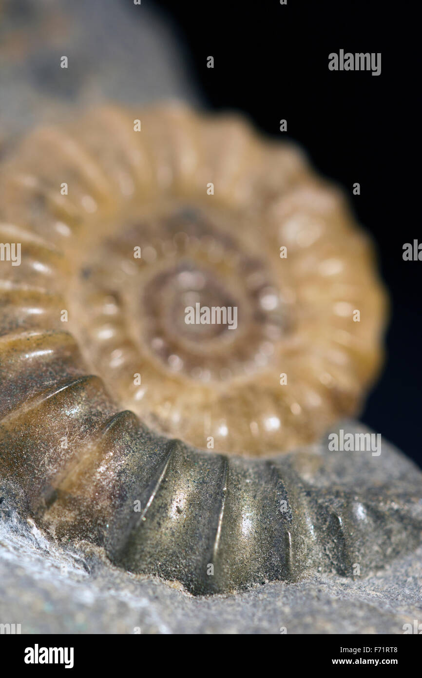 Close-up d'un fossile d'ammonite Banque D'Images