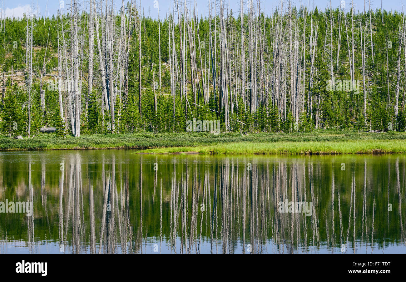 Réflexions d'arbres dans la rivière Yellowstone sur une belle journée d'été avec des arbres et l'herbe dans le Parc National de Yellowstone. Banque D'Images