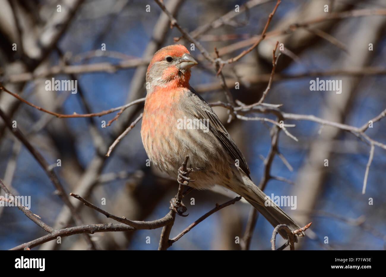 Roselin familier mâle oiseau perché sur la branche d'arbre Banque D'Images