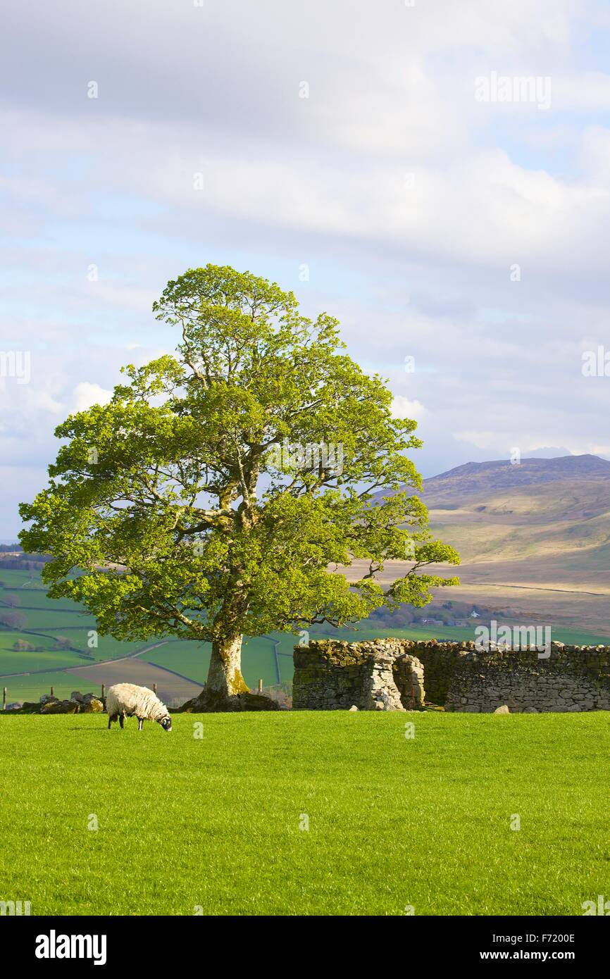 Le Parc National de Lake District. Arbre avec feuilles de printemps et de moutons dans le champ par muret de pierres sèches. Warnell tomba, Cumbria, Angleterre. Banque D'Images