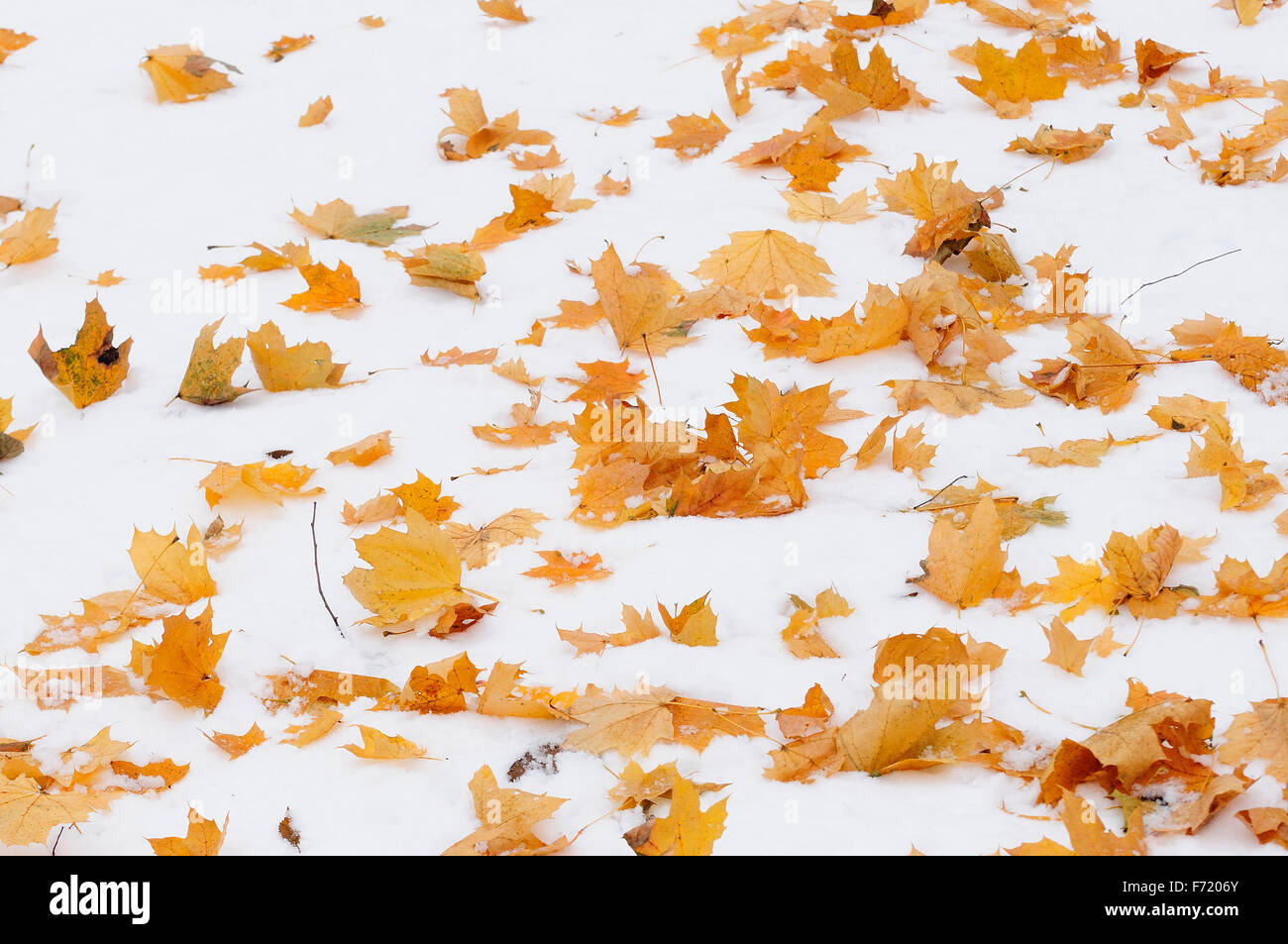 Une neige précoce des feuilles prises sur le haut de la neige Banque D'Images