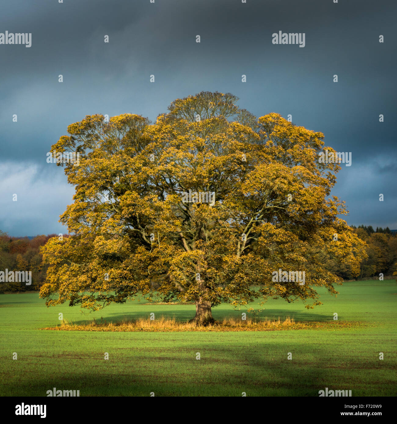 Vieux chêne avec suppression du soleil sur les feuilles d'automne avec une toile de ciel maussade Banque D'Images