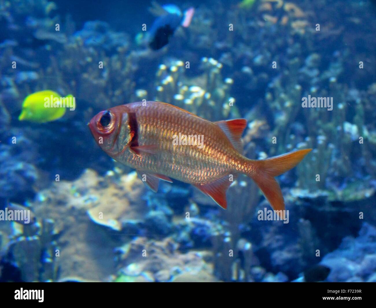 Les poissons dans l'aquarium Banque D'Images