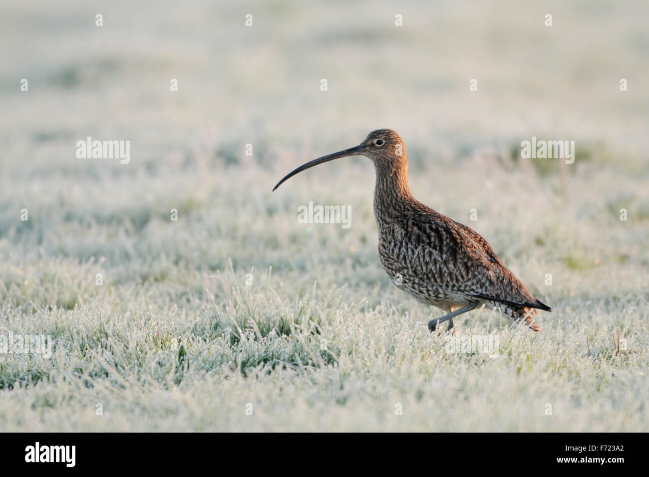 Rare curlew eurasien / Grosser Brachvogel ( Numenius arquata ) promenades à travers l'herbe couverte de gel de Hoar à la recherche de nourriture, la faune, l'Europe. Banque D'Images