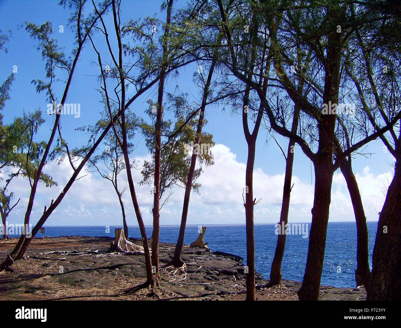 Seascape à Hawaii avec des arbres Banque D'Images