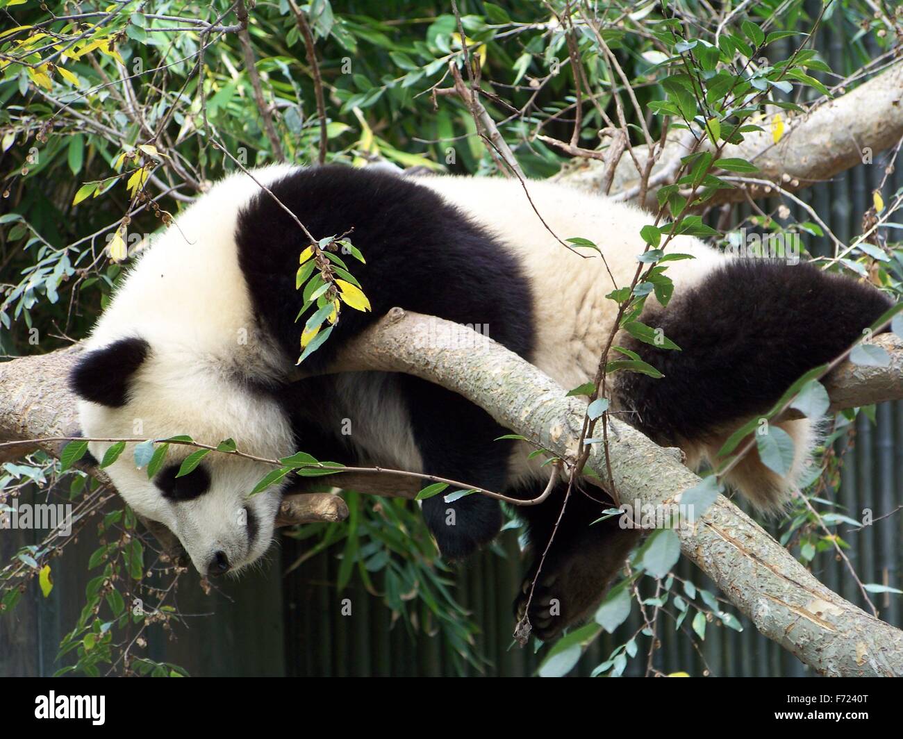 Panda au zoo de San Diego dans un arbre Banque D'Images