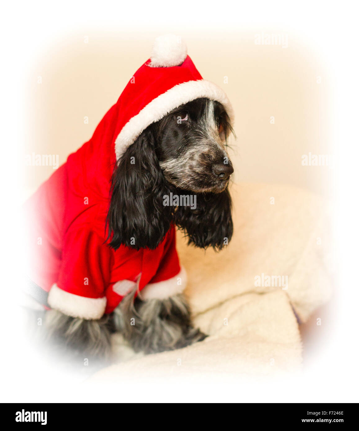 A blue roan chien Cocker à la misérable dans un costume de Père Noël de Noël Banque D'Images