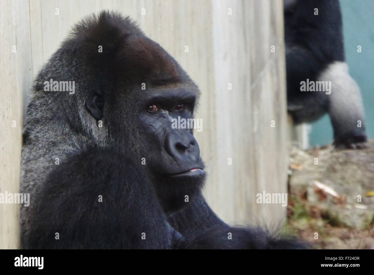 Gorilla avec une expression pensive Banque D'Images