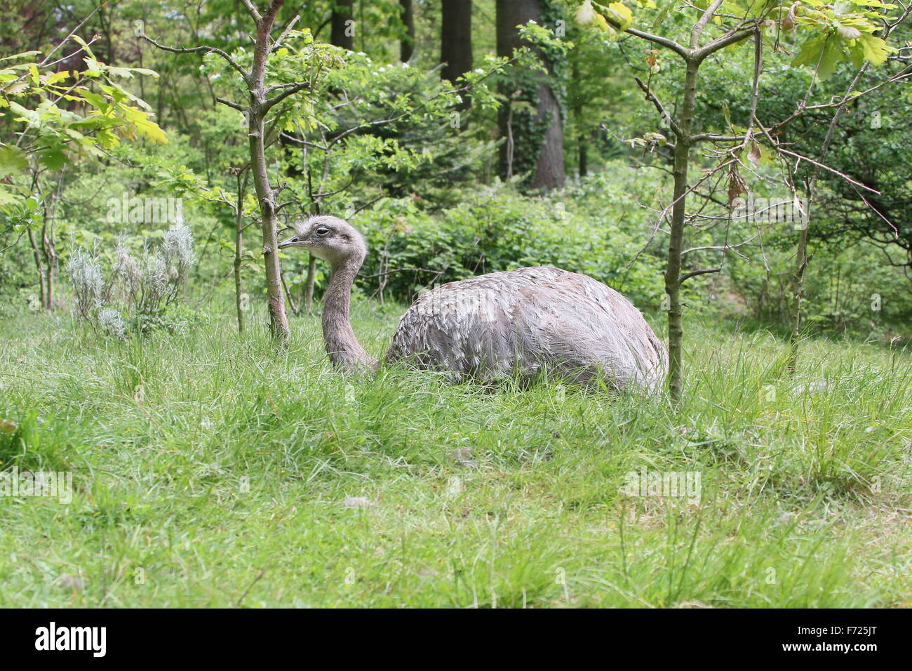 Le nandou de Darwin ou moins Rhea / Nandu (Rhea pennata, Rhea darwinii, Pterocnemia pennata) reposant dans l'herbe Banque D'Images