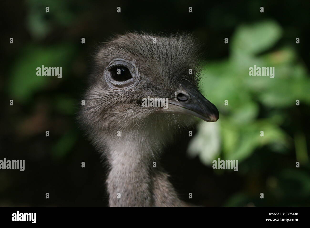 Le nandou de Darwin ou moins Rhea / Nandu (Rhea pennata, Rhea darwinii, Pterocnemia pennata) Banque D'Images