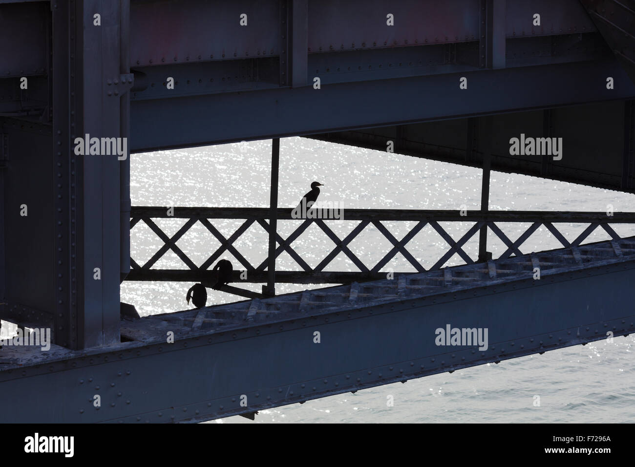 Les cormorans dans l'ancien espace de la San Francisco Oakland Bay Bridge. Banque D'Images