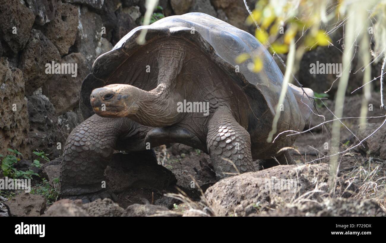 Tortue géante des Galapagos, à la Galapaguera Centre d'interprétation sur San Cristobal, Îles Galápagos Banque D'Images