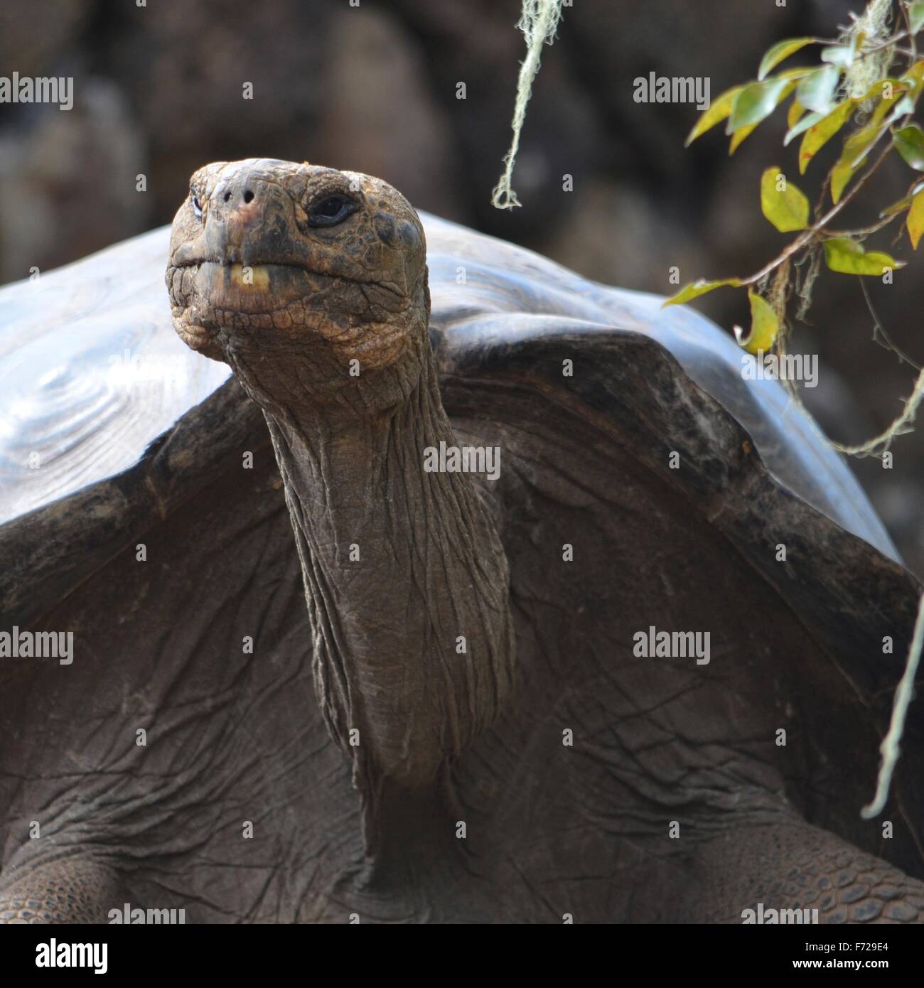 Tortue géante des Galapagos, à la Galapaguera Centre d'interprétation sur San Cristobal, Îles Galápagos Banque D'Images