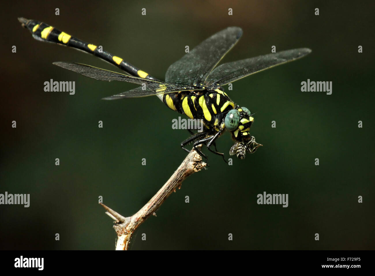 Le golden-ringed dragonfly (Cordulegaster boltonii) est l'une des plus grandes libellules. Banque D'Images