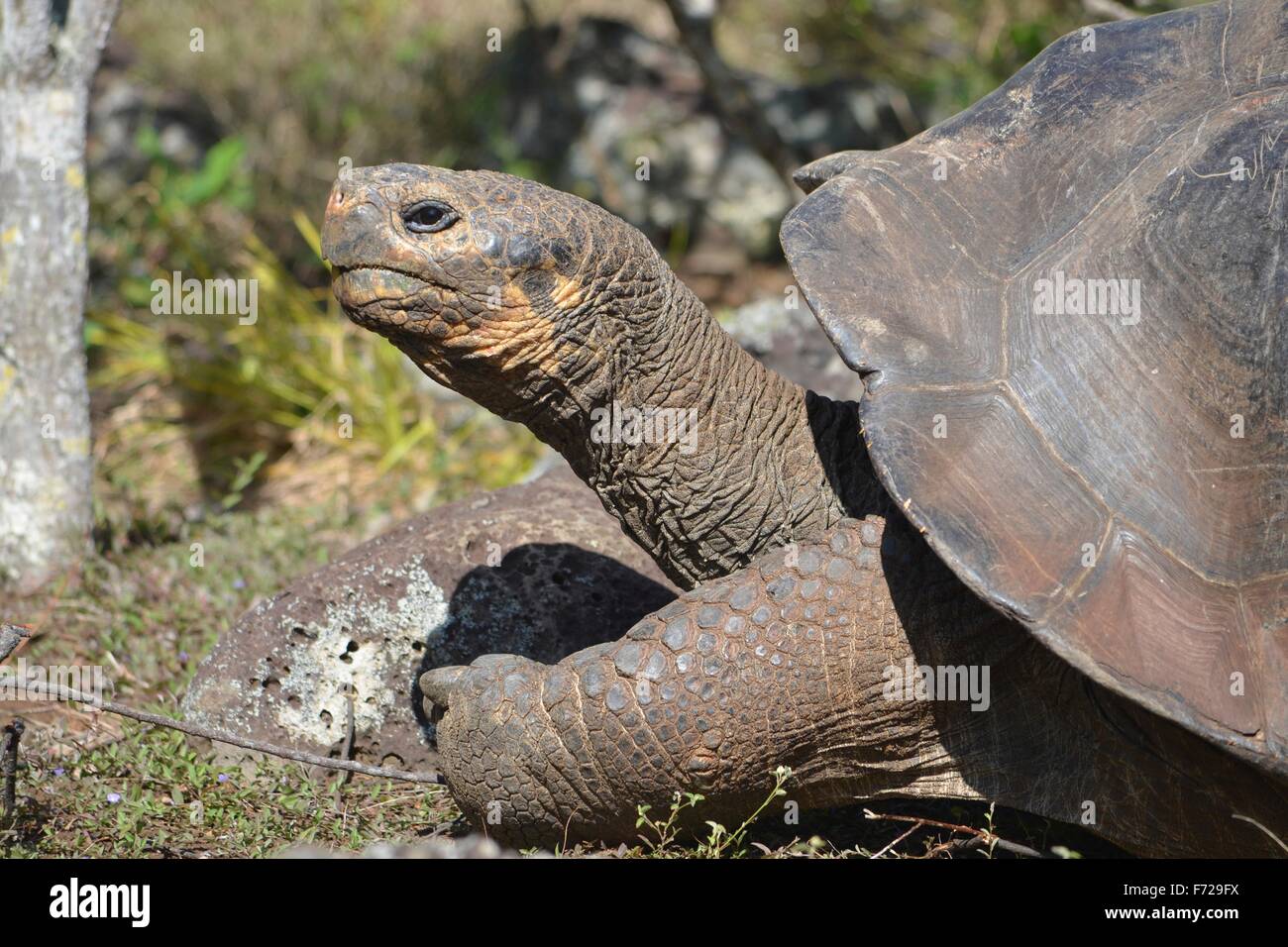 Tortue géante des Galapagos, à la Galapaguera Centre d'interprétation sur San Cristobal, Îles Galápagos Banque D'Images