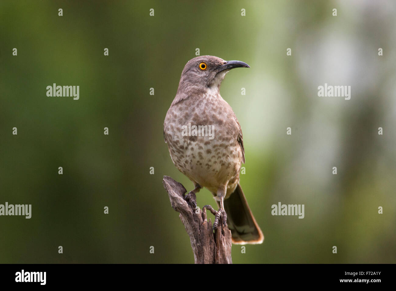 À bec courbe (Thrasher Toxostoma curvirostre) perché sur le snag Banque D'Images