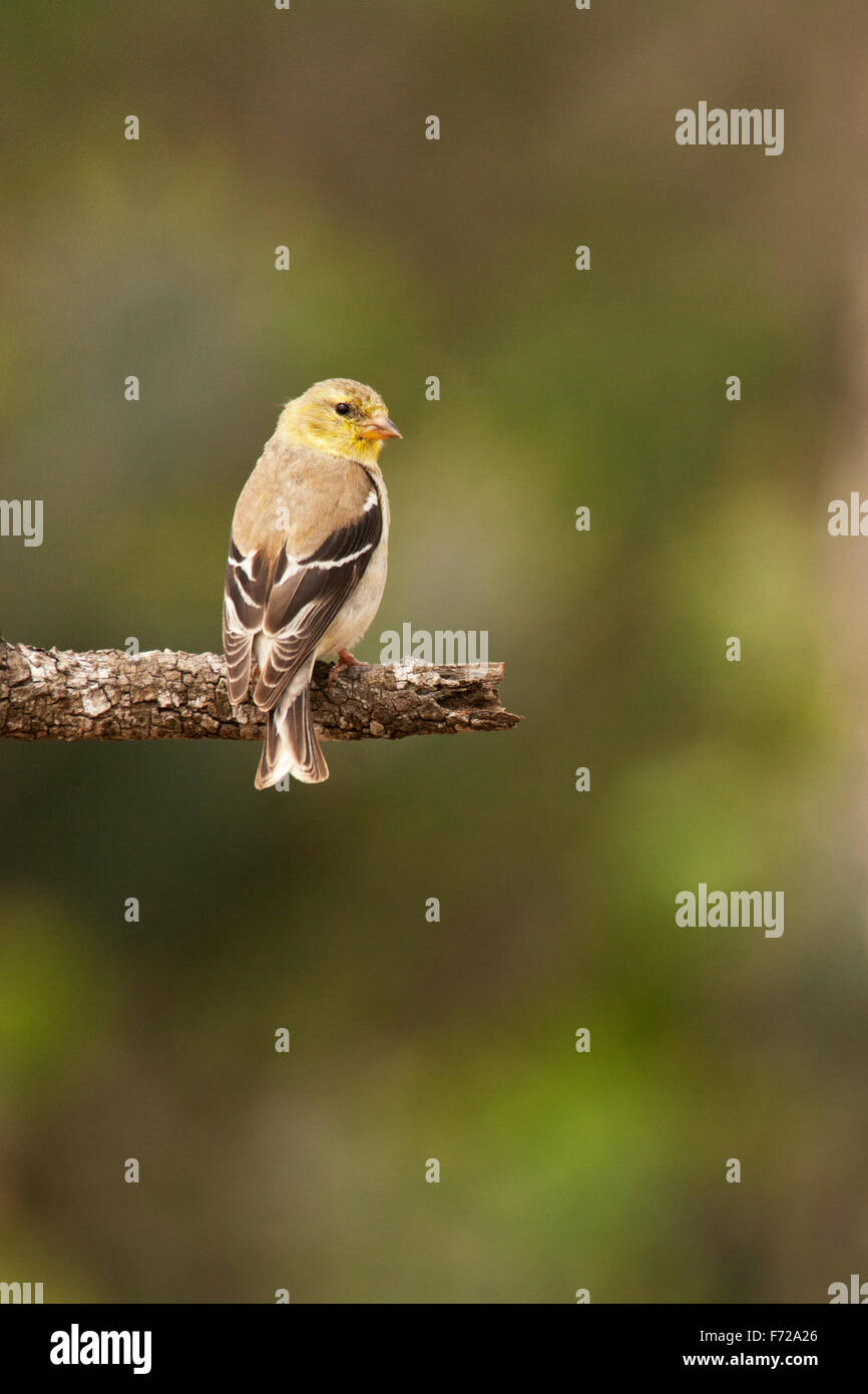 Chardonneret jaune (Spinus tristis) perché sur branch Banque D'Images