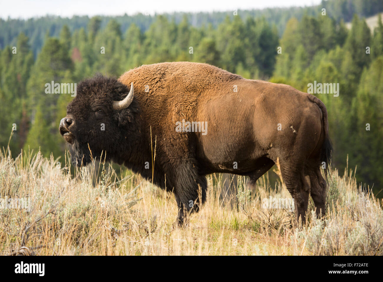 Bison d'Amérique, (Bison bison) ou buffalo, le pâturage dans les forêts ouvertes de Hayden Valley, le Parc National de Yellowstone, Wyoming. Banque D'Images